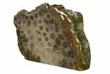 Free-Standing, Petoskey Stone (Fossil Coral) Section - Michigan #160262-2